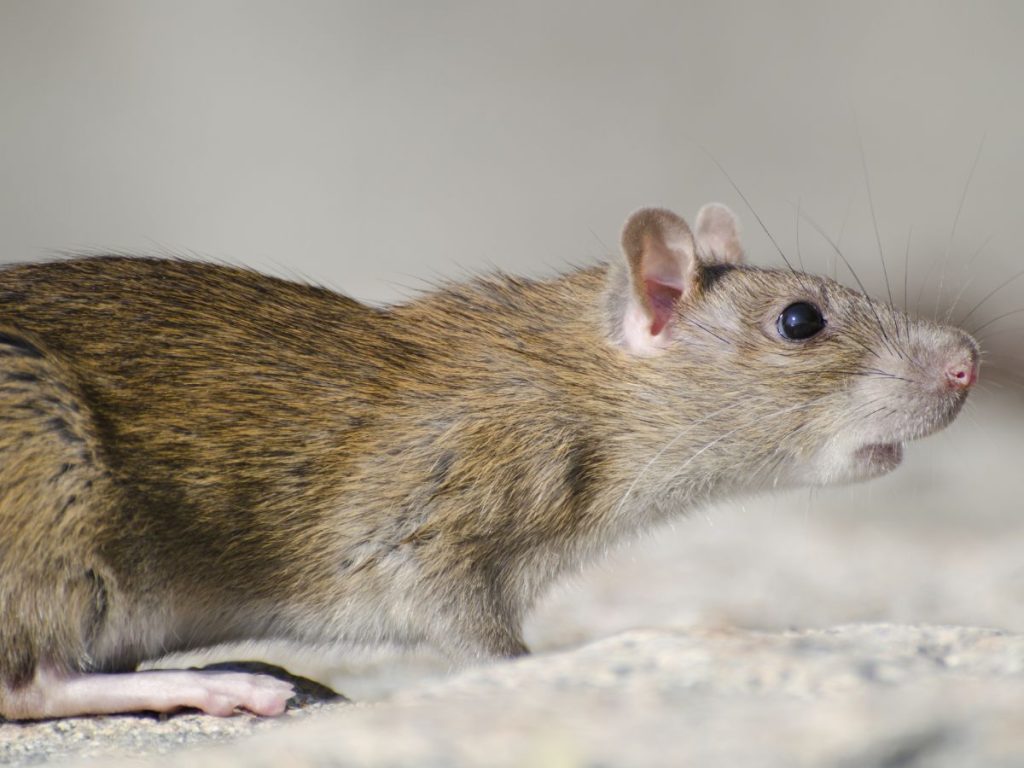 hantavirus